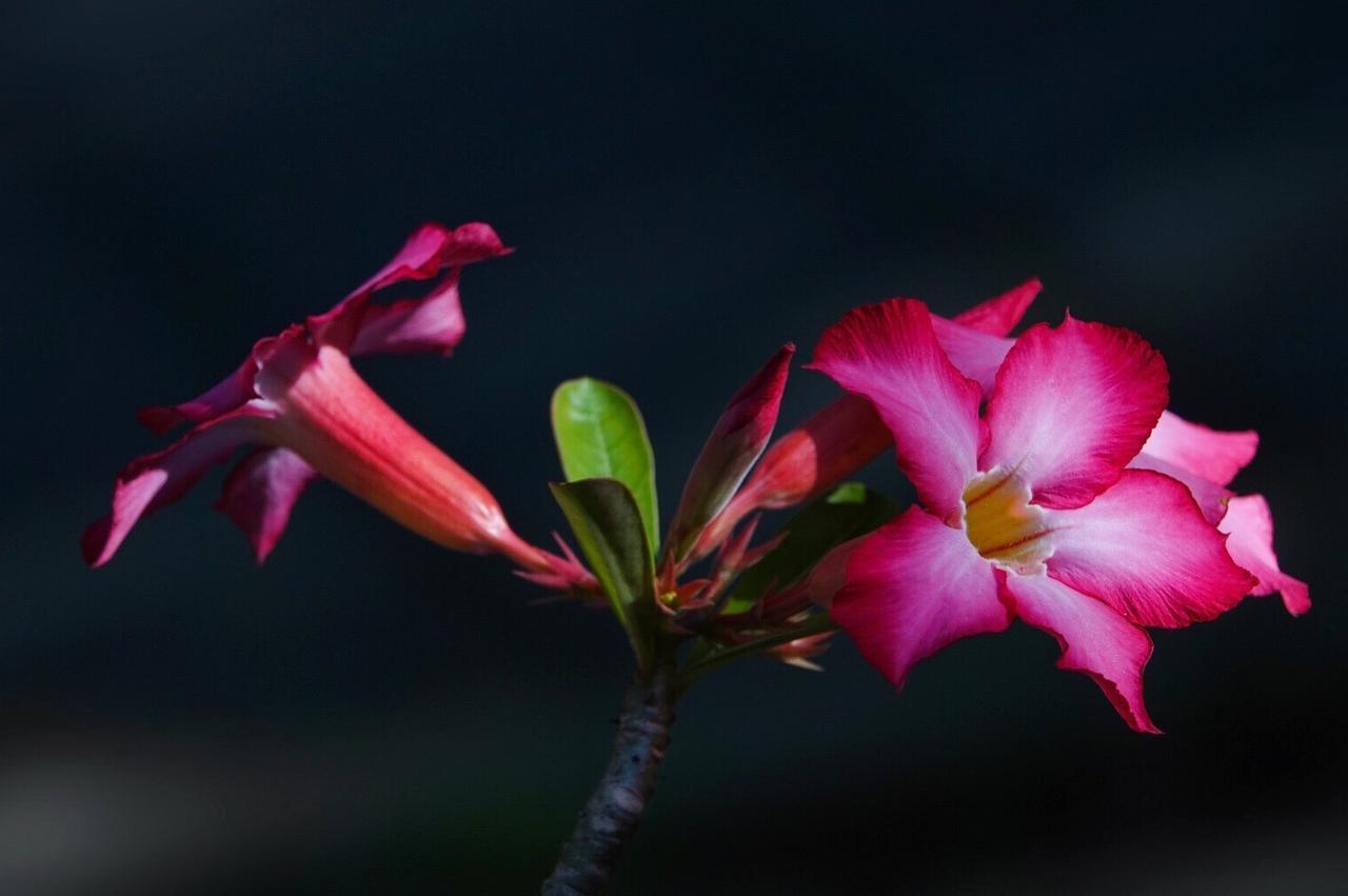 El Homestay Bali Nusa Dua  Zewnętrze zdjęcie